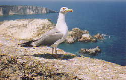 Mve auf Isola Tremiti